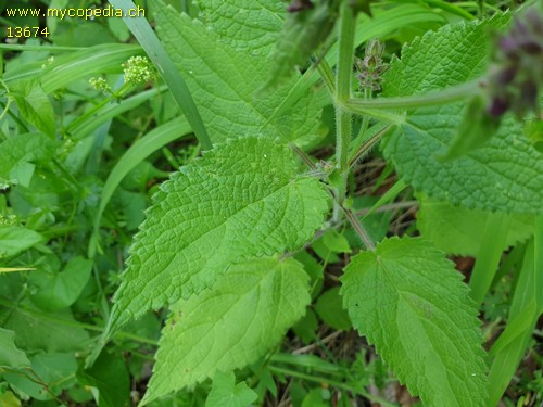 Stachys sylvatica - 