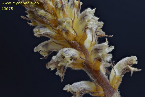 Orobanche major - 