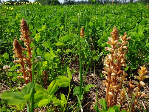 Orobanche major - 