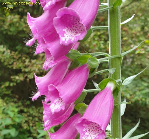 Digitalis purpurea - 