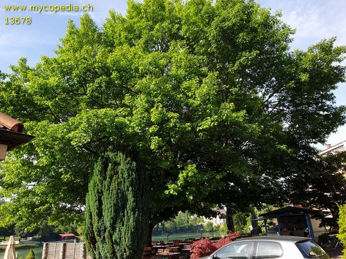 Quercus coccinea - 