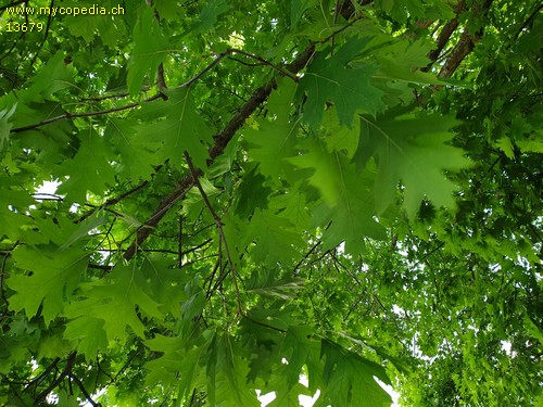 Quercus coccinea - 