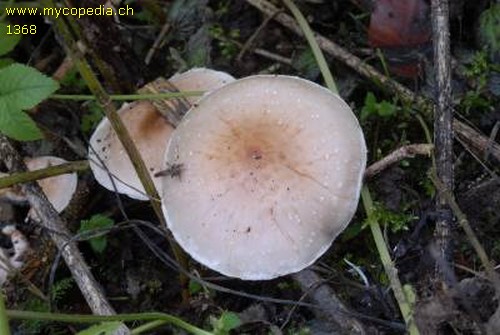 Pholiota lenta - 