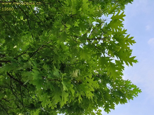 Quercus coccinea - 