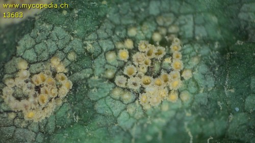 Puccinia senecionis - 