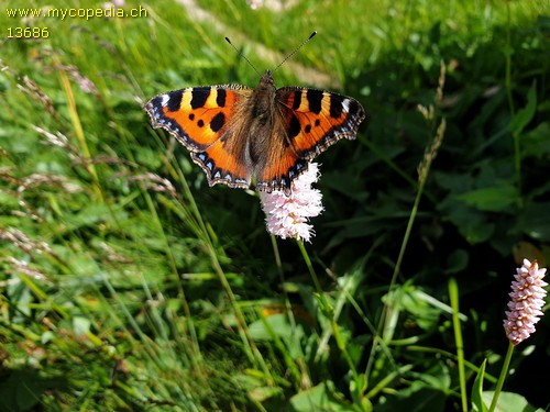 Aglais urticae - 