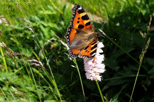 Aglais urticae - 