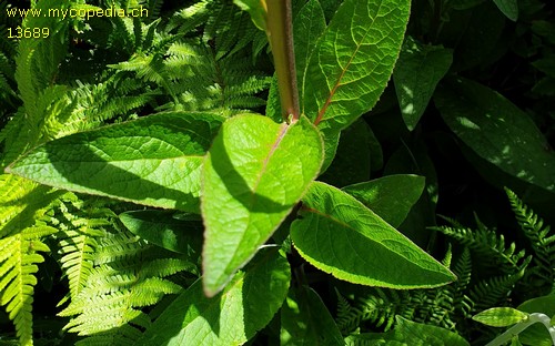 Senecio alpinus - 