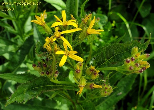 Senecio alpinus - 