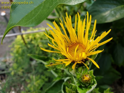 Inula helenium - 