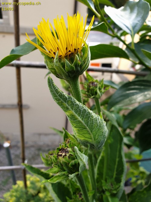 Inula helenium - 