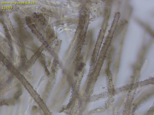 Neodasyscypha cerina - 