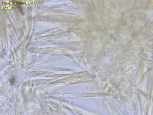 Neodasyscypha cerina - 