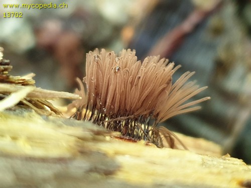 Stemonitis axifera - 