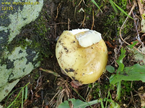 Russula violeipes - 