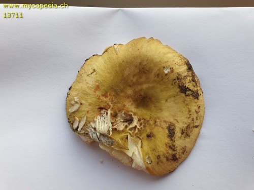 Russula violeipes - 