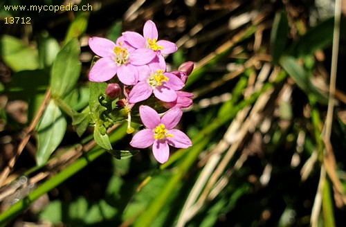 Centaurium quadrifolium - 