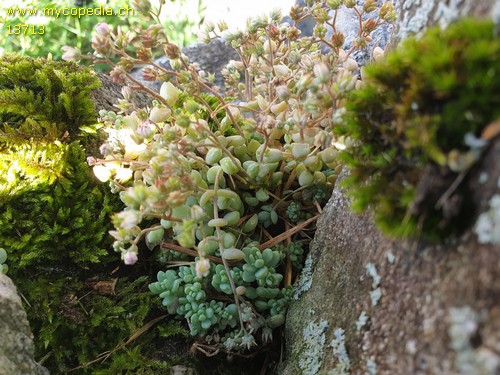 Sedum dasyphyllum - 