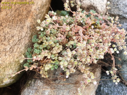 Sedum dasyphyllum - 