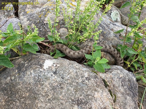 Vipera aspis - 