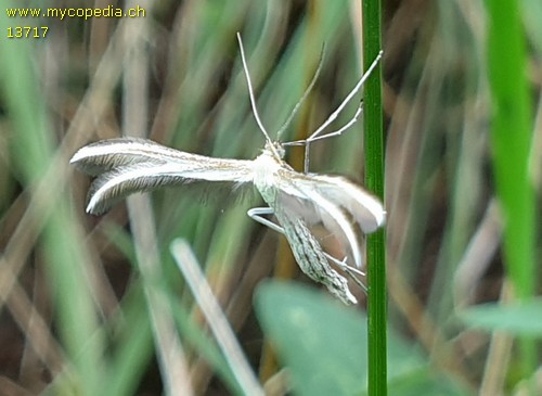 Emmelina monodactyla - 