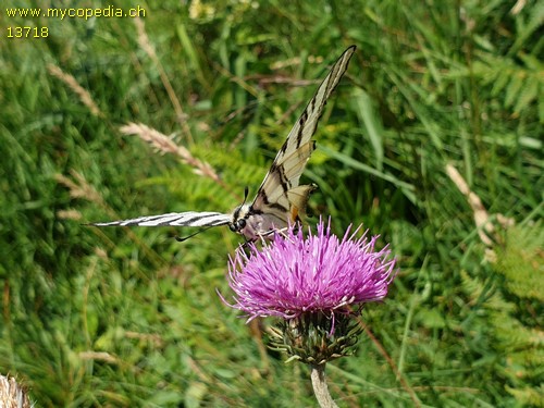 Iphiclides podalirius - 