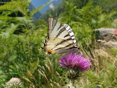 Iphiclides podalirius - 