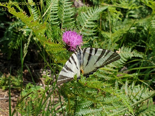 Iphiclides podalirius - 