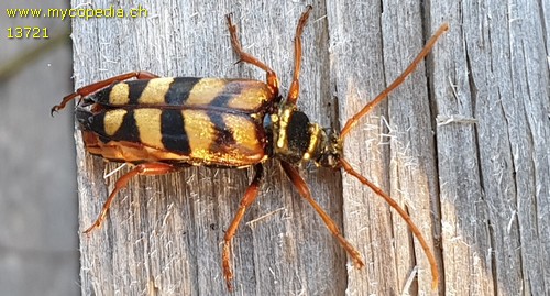 Leptura quadrifaciata - 