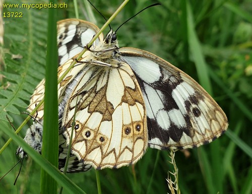 Melanargia galathea - 