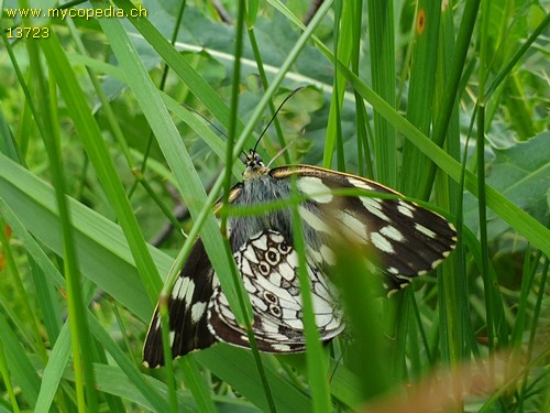 Melanargia galathea - 