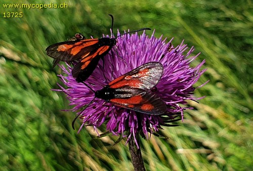 Zygaena purpuralis - 