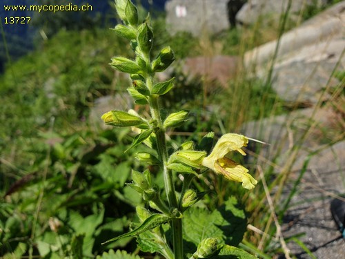 Salvia glutinosa - 