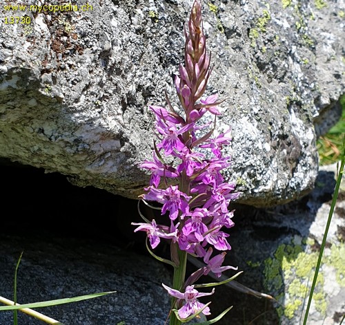 Dactylorhiza majalis - 