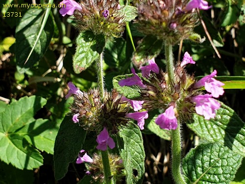 Clinopodium vulgare - 