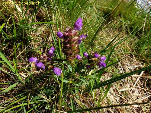 Prunella grandiflora - 