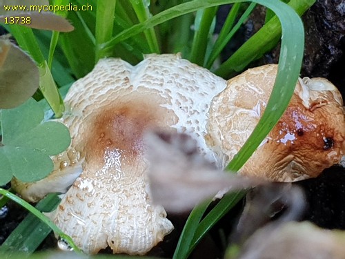 Lepiota lilacea - 