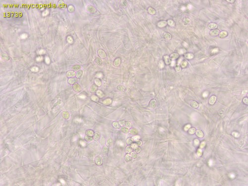 Lepiota lilacea - Spore/n - Wasser  - 