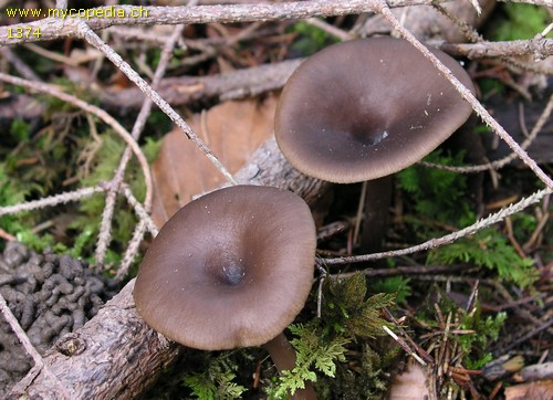 Pseudoclitocybe cyathiformis - 