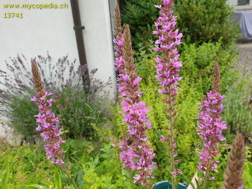 Lythrum salicaria - 