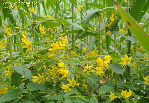 Lysimachia vulgaris - 