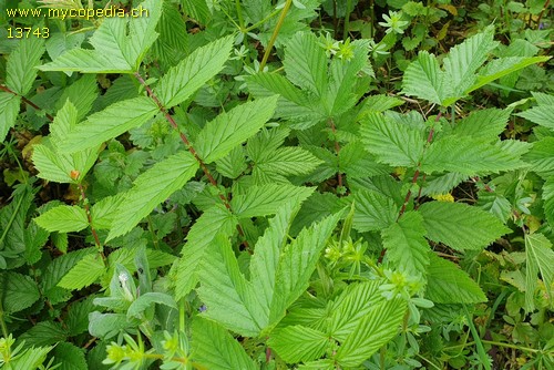 Filipendula ulmaria - 