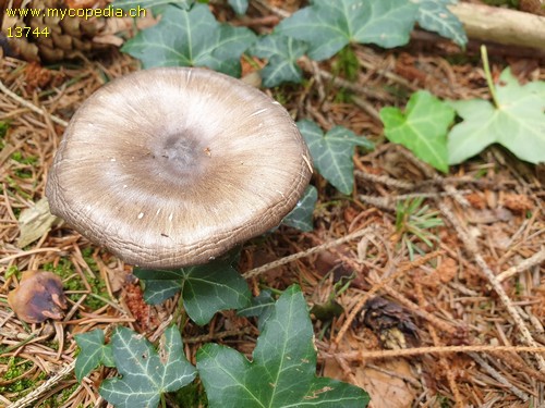 Megacollybia platyphylla - 