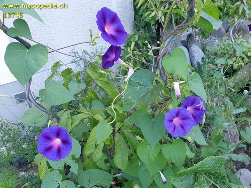 Ipomoea tricolor - 