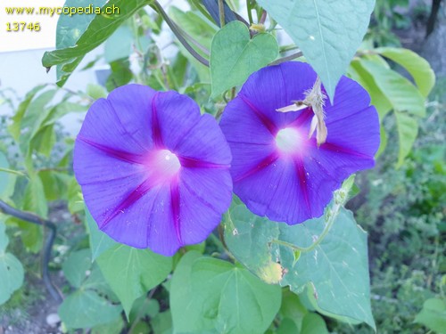 Ipomoea tricolor - 