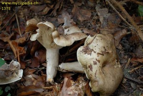 Lactarius fluens - 