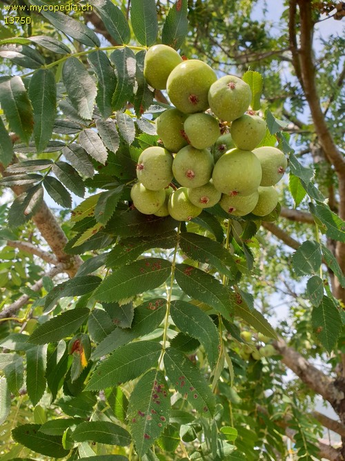 Sorbus domestica - 