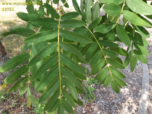 Sorbus domestica - 