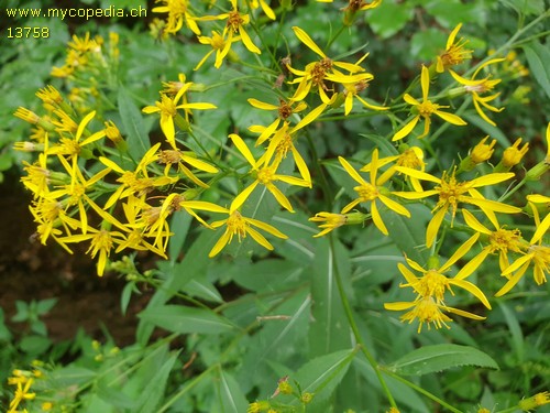 Senecio ovatus - 