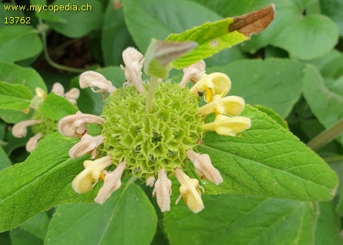 Phlomis russeliana - 